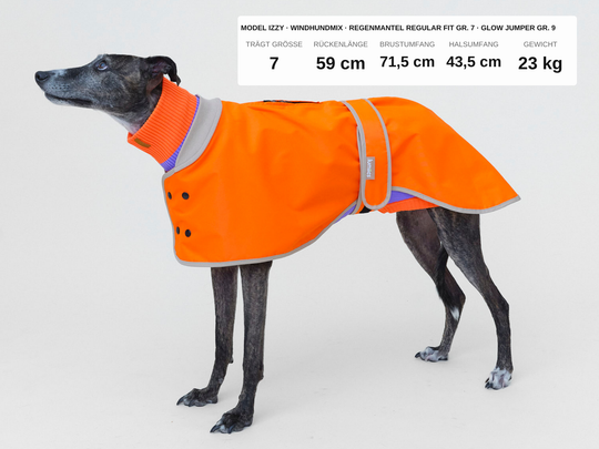 Windhundmix Izzy im Regenmantel für Hunde in Neonorange, 23 kg, Rückenlänge 59 cm, trägt Größe 7
