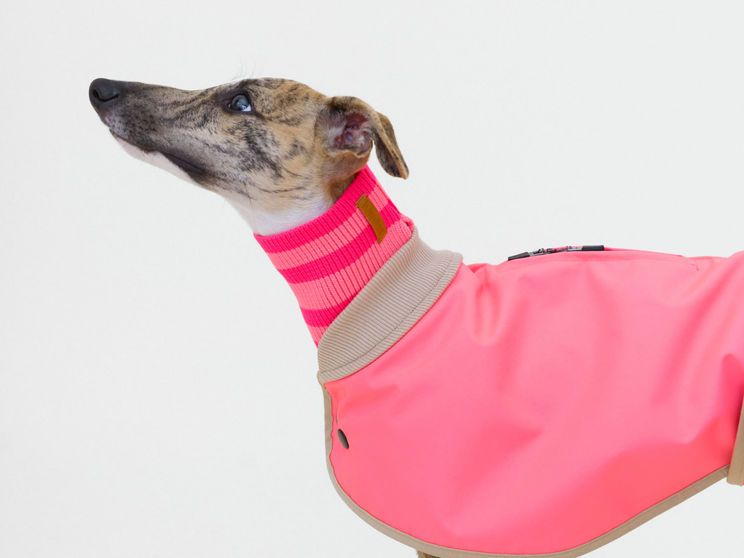 Whippet Millie im Regenmantel für Hunde in Neonpink mit Neon-Hundeschal in Pink, Nahaufnahme
