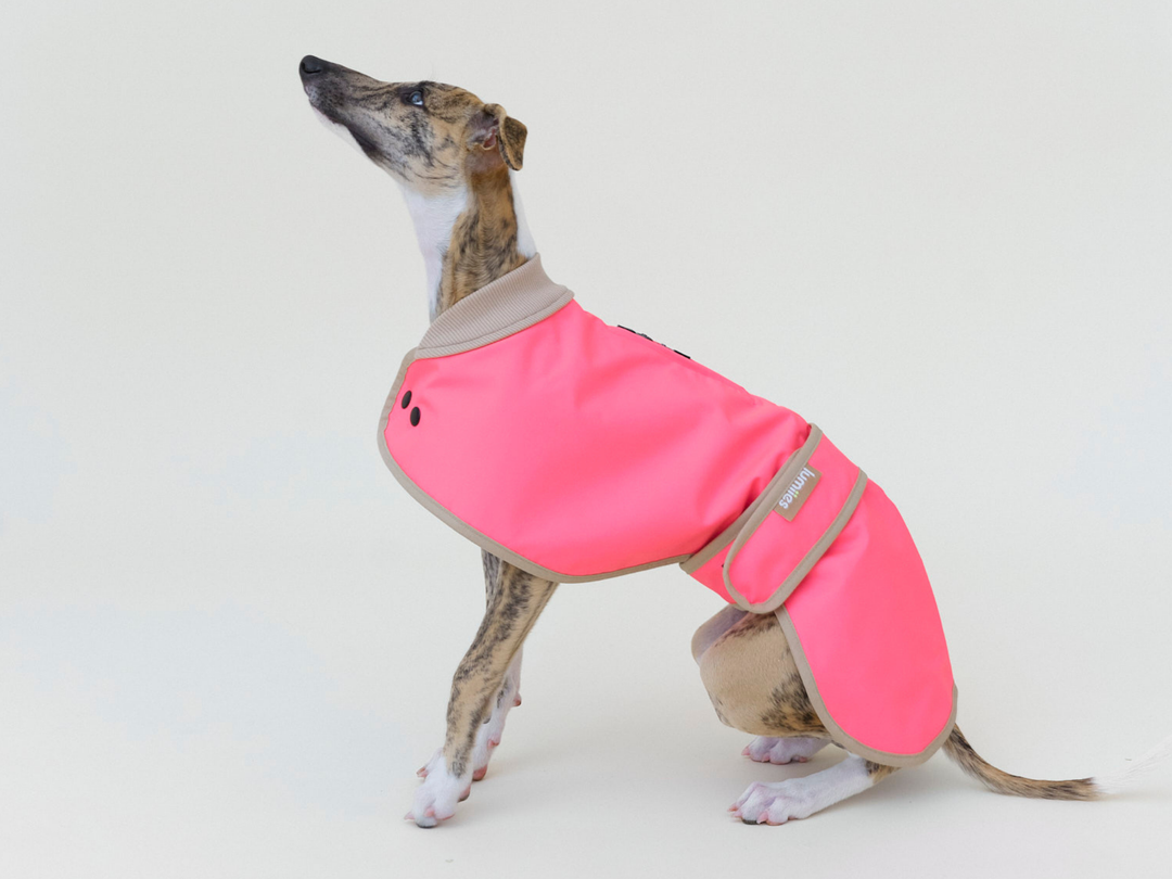 Whippet Millie sitzt im Regenmantel für Hunde in Neonpink