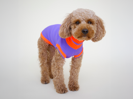 Neon Hundepullover gestrickt in Neon Lilac und Neon Orange, Pudel trägt Glow Jumper in der Farbe Poppy Lavender in Gr. 5