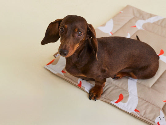 HAPPY DOXIE SET - lumiies - high visibility