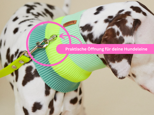 THE GLOW LOOP 2.0 (Sunny Tangerine)