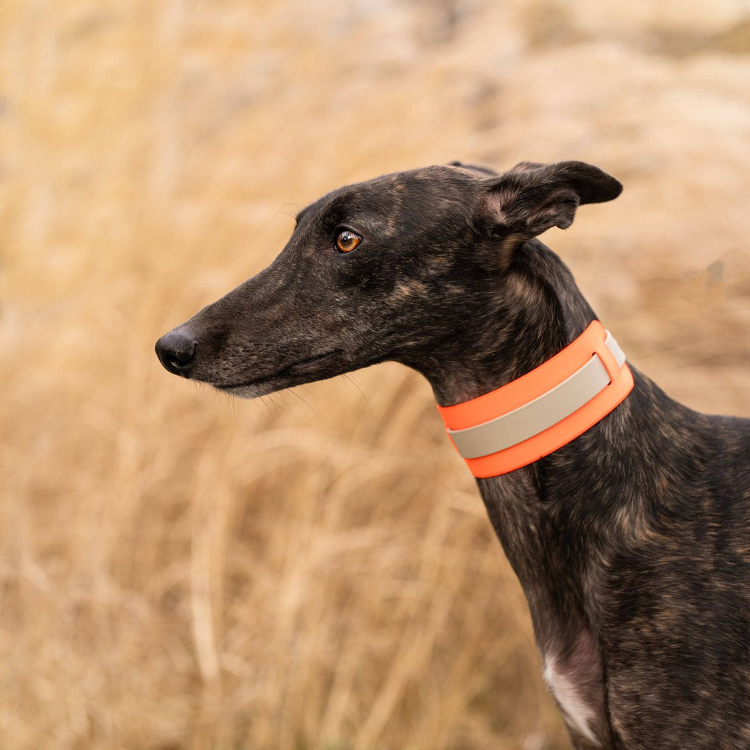 THE CITY COLLAR (outdoor) - Neon Hundehalsband wasserdicht - lumiies - high visibility