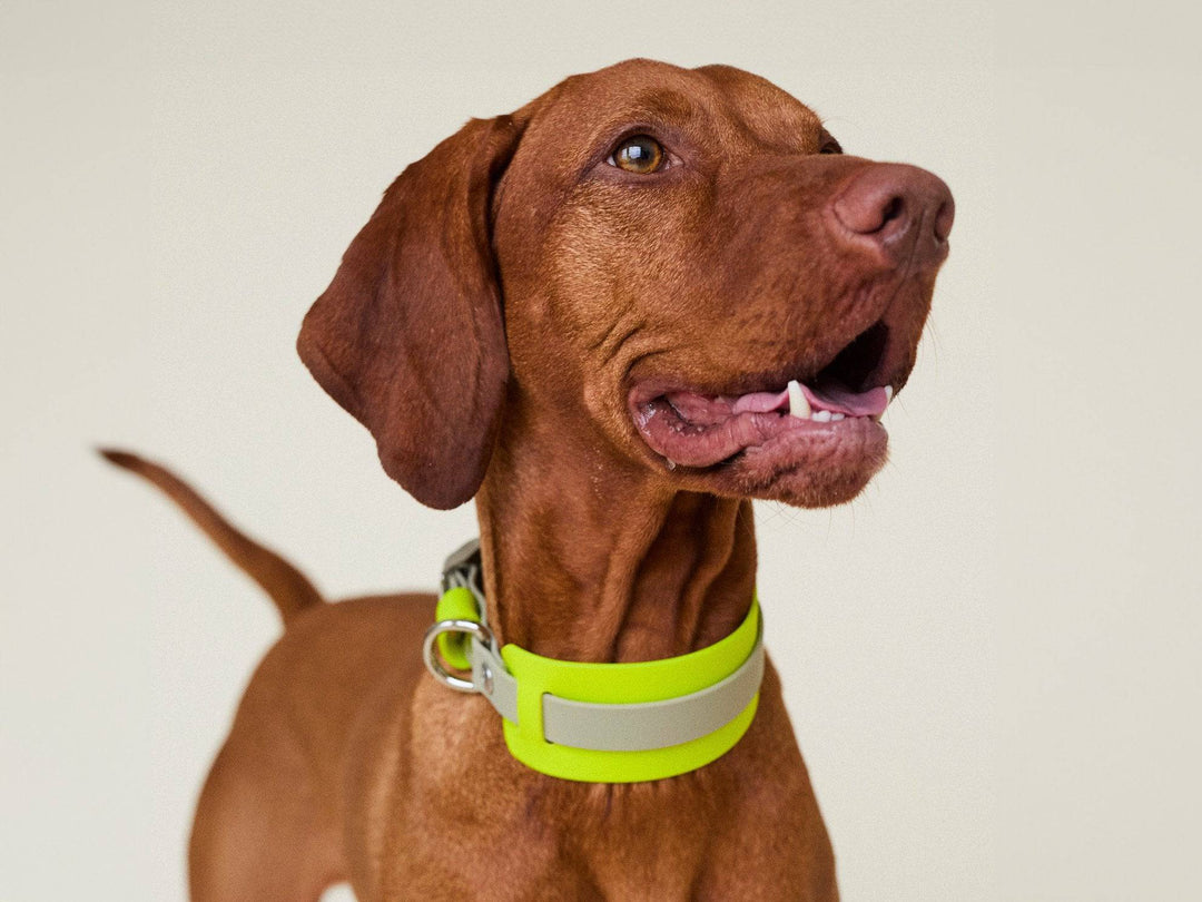 THE CITY COLLAR (outdoor) - Neon Hundehalsband wasserdicht - lumiies - high visibility