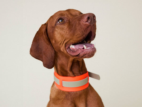 THE CITY COLLAR (outdoor) - Neon Hundehalsband wasserdicht - lumiies - high visibility