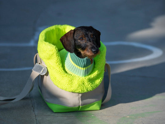 THE CANVAS BAG (Hundetragetasche für kleine Hunderassen bis max. 5kg) - lumiies - high visibility