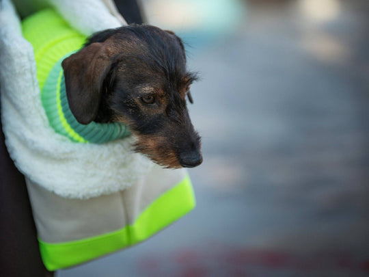 THE CANVAS BAG (Hundetragetasche für kleine Hunderassen bis max. 5kg) - lumiies - high visibility