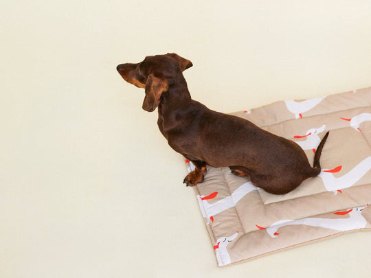 THE DOXIE MAT (Dackeldecke) - lumiies - high visibility