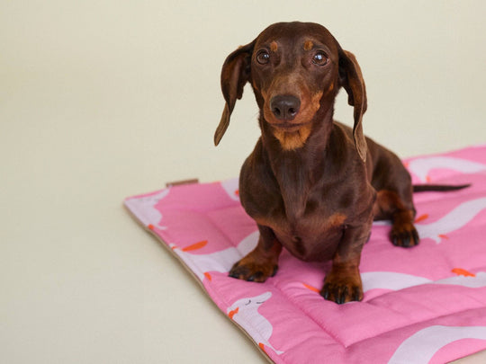 THE DOXIE MAT (Dackeldecke) - lumiies - high visibility