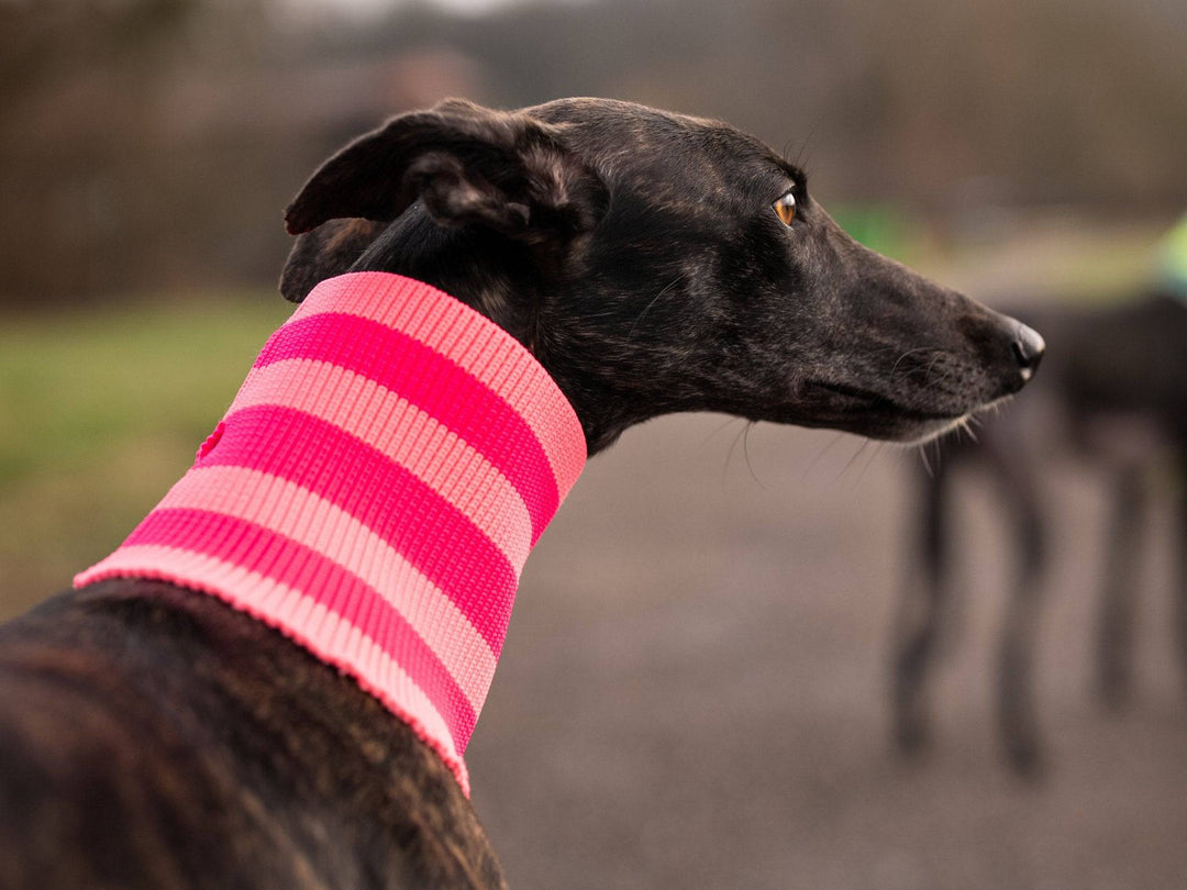 THE GLOW LOOP (Hundeschal, gestrickt, pink) - lumiies - high visibility