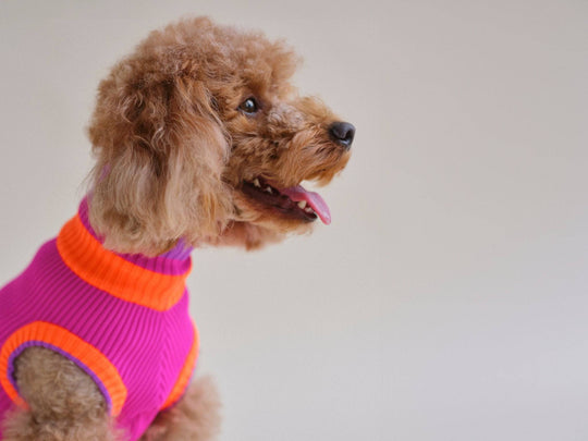 THE GLOW JUMPER (Hundepullover, gestrickt, magenta) - lumiies - high visibility