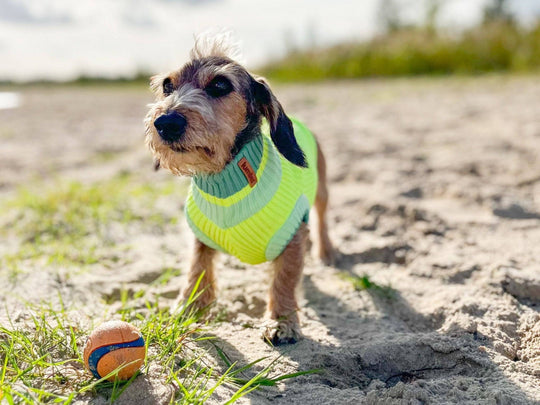 THE GLOW JUMPER (Hundepullover, gestrickt, neongelb) - lumiies - high visibility