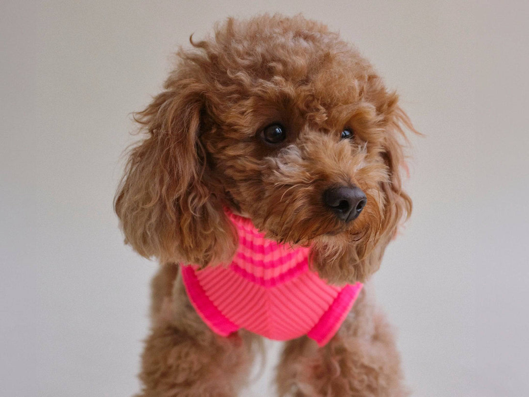 THE GLOW JUMPER (Hundepullover, gestrickt, pink) - lumiies - high visibility