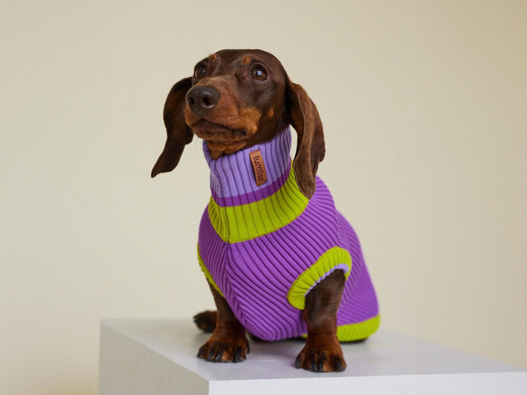 THE GLOW JUMPER (Hundepullover, gestrickt, violett/grün) - lumiies - high visibility