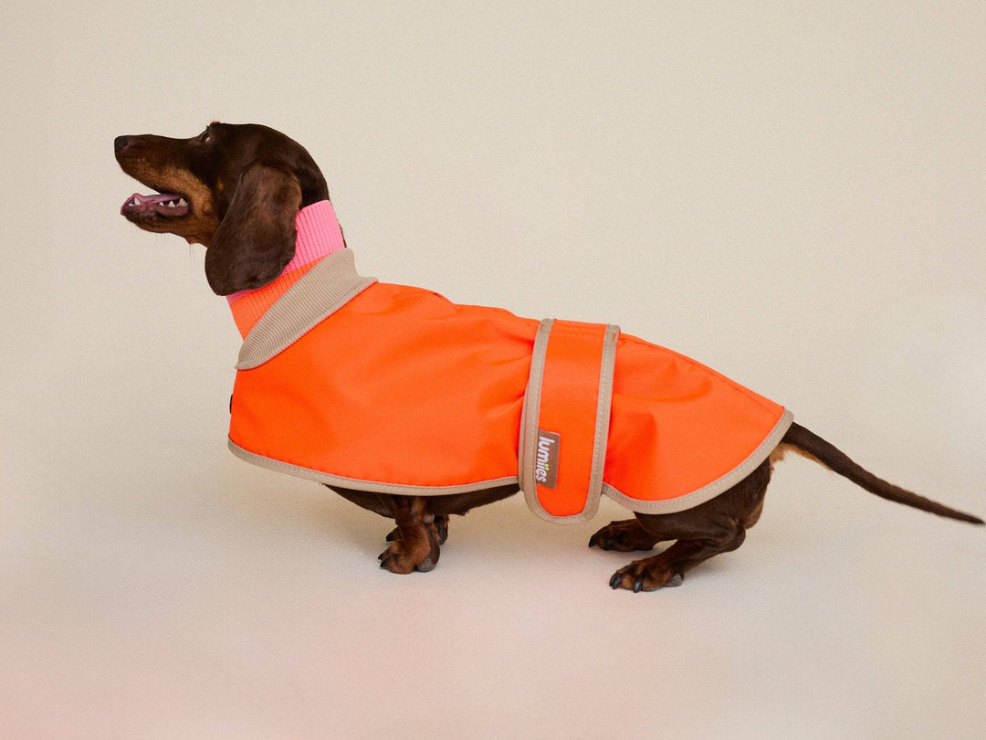 THE GLOW RAINCOAT (wasserdichter Hundemantel für kleine Hunderassen & Dackel) - lumiies - high visibility