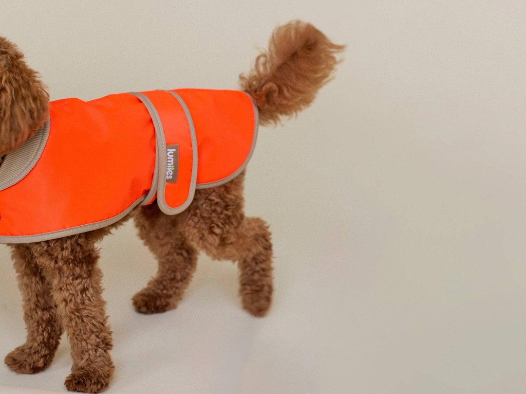 THE GLOW RAINCOAT (wasserdichter Hundemantel für kleine Hunderassen & Dackel) - lumiies - high visibility