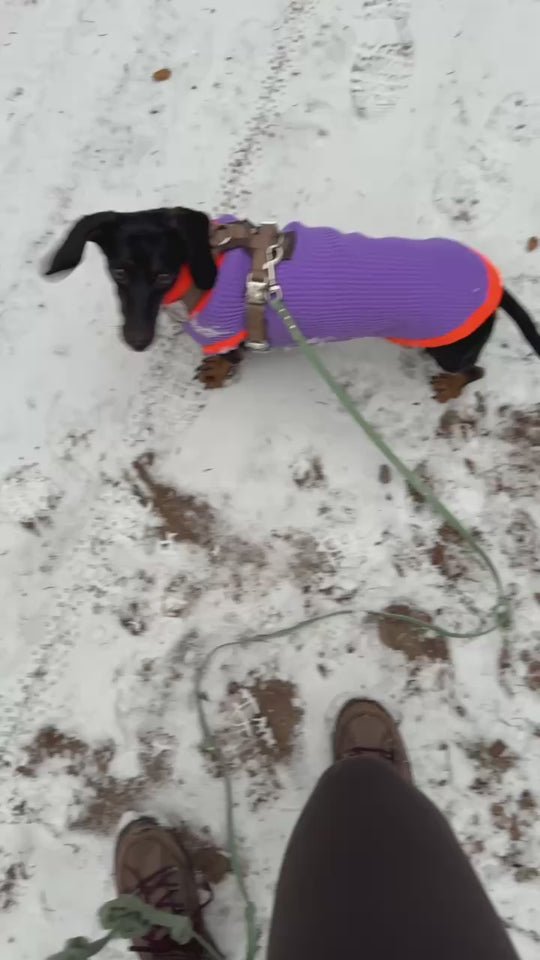 THE GLOW JUMPER 2.0 - Neon Hundepullover - (Poppy Lavender)