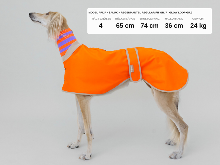 Saluki trägt Regenmantel regular fit in neonorange in Größe 7 und dazu einen gestrickten Neon Hundeschal in neonorange lila gestreift in Größe 3