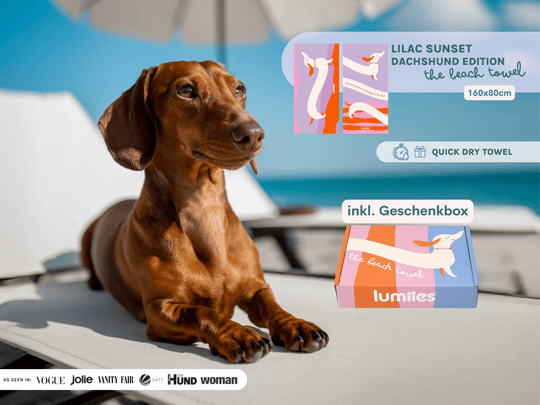 Dackel liegt neben schnelltrocknendem Beach Towel mit Dackel Motiv