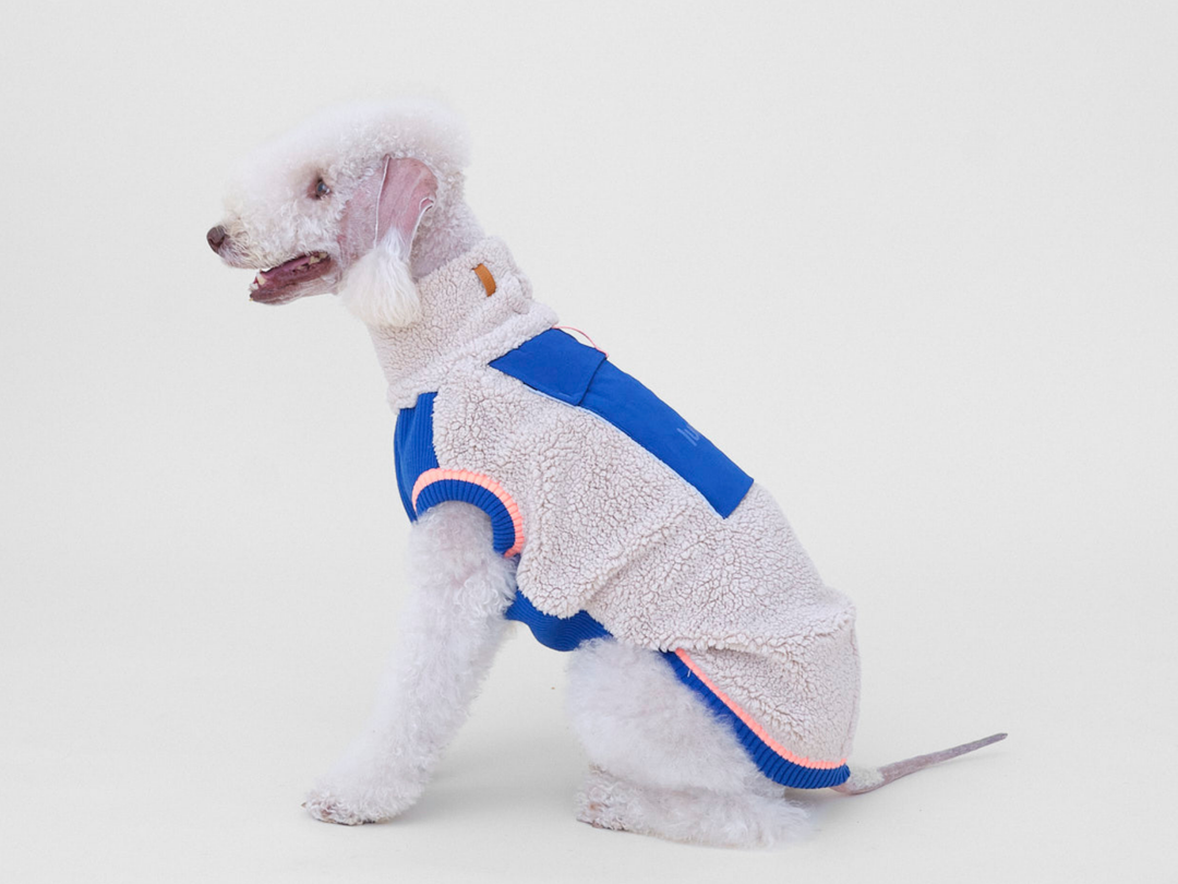 Bedlington Terrier Felix sitzt im Sherpa-Hundepullover in Beige mit Blau, trägt Größe 6