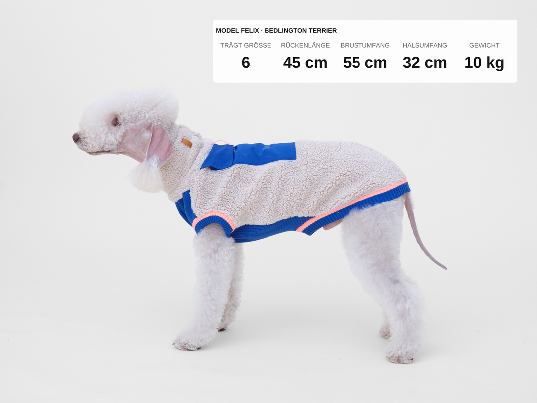 Bedlington Terrier Felix im Sherpa-Hundepullover in Beige mit Blau, 10 kg, Rückenlänge 45 cm, trägt Größe 6