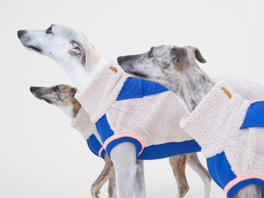 Drei Whippets im Sherpa-Hundepullover in Beige mit Blau, Nahaufnahme