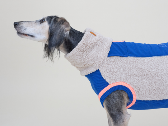 Saluki Mika im Sherpa-Hundepullover in Beige mit Blau, Detail von Kragen und Schulter