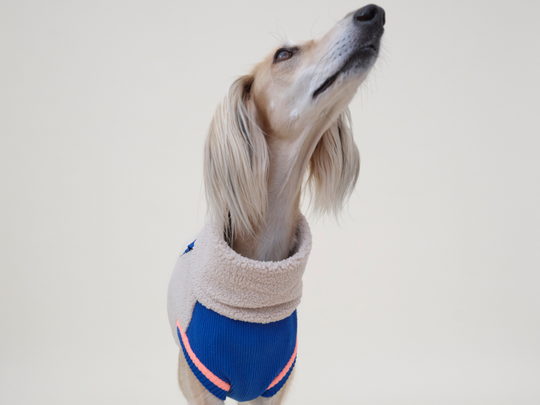 Saluki Prija im Sherpa-Hundepullover in Beige mit Blau, Detail des Rollkragens