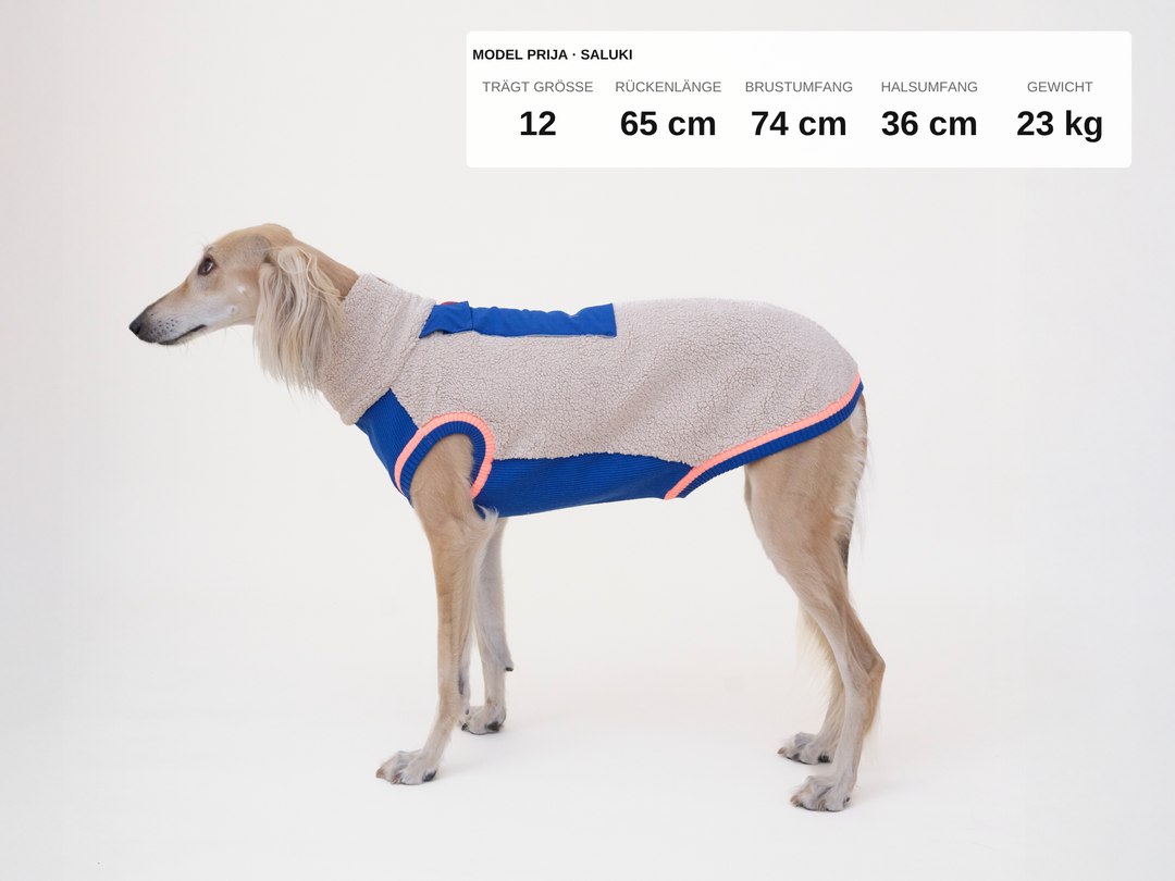 Saluki Prija im Sherpa-Hundepullover in Beige mit Blau, 23 kg, Rückenlänge 65 cm, trägt Größe 12