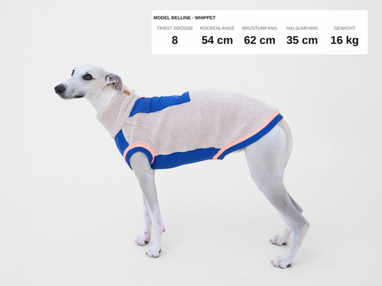 Whippet Belline im Sherpa-Hundepullover in Beige mit Blau, 16 kg, Rückenlänge 54 cm, trägt Größe 8
