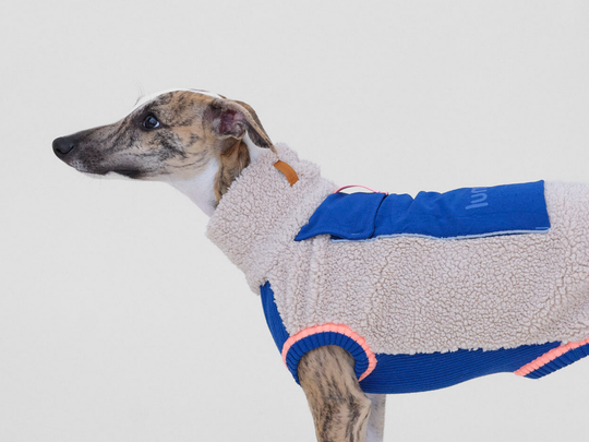 Whippet im Sherpa-Hundepullover in Beige mit Blau, Detail von Kragen und Rücken