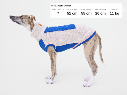 Whippet Lenni im Sherpa-Hundepullover in Beige mit Blau, 11 kg, Rückenlänge 51 cm, trägt Größe 7