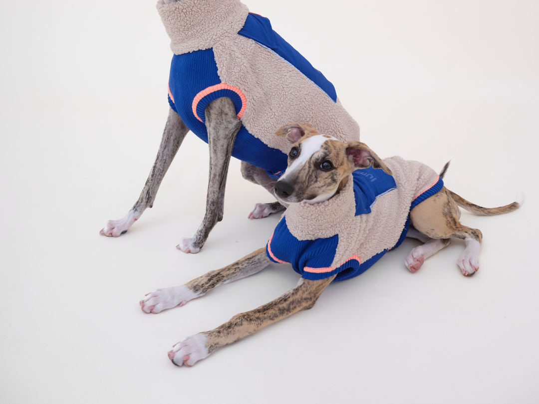 Zwei Whippets im Sherpa-Hundepullover in Beige mit Blau, einer stehend und einer liegend