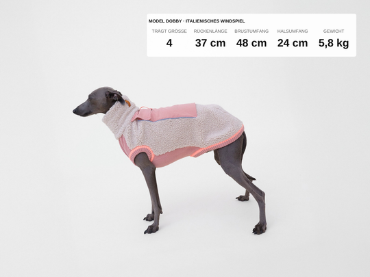 Italienisches Windspiel Dobby im Sherpa-Hundepullover in Beige mit Rosé, 5,8 kg, Rückenlänge 37 cm, trägt Größe 4