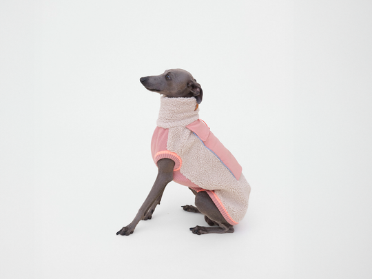 Italienisches Windspiel Dobby sitzt im Sherpa-Hundepullover in Beige mit Rosé