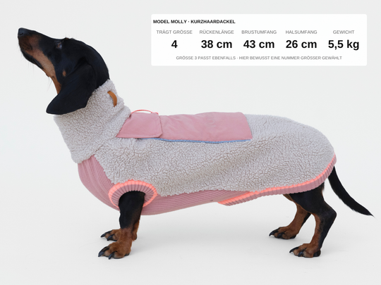Kurzhaardackel Molly im Sherpa-Hundepullover in Beige mit Rosé, 5,5 kg, Rückenlänge 38 cm, trägt Größe 4, Größe 3 würde ebenfalls passen