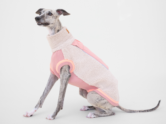 Whippet sitzt im Sherpa-Hundepullover in Beige mit Rosé
