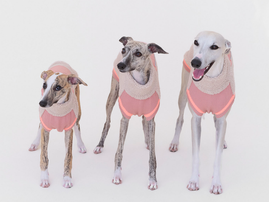 Drei Whippets im Sherpa-Hundepullover in Beige mit Rosé nebeneinander
