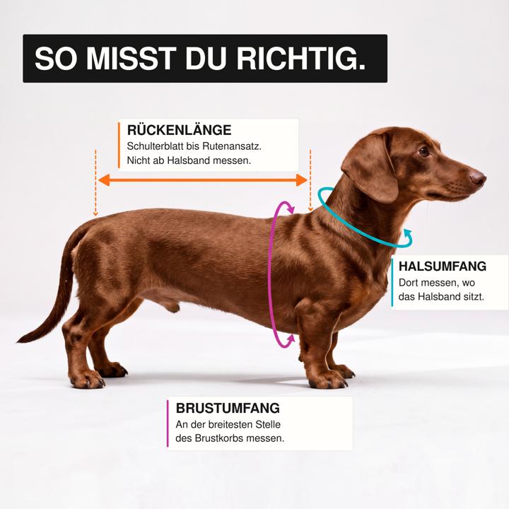 So misst du richtig: Rückenlänge, Brustumfang und Halsumfang am stehenden Hund