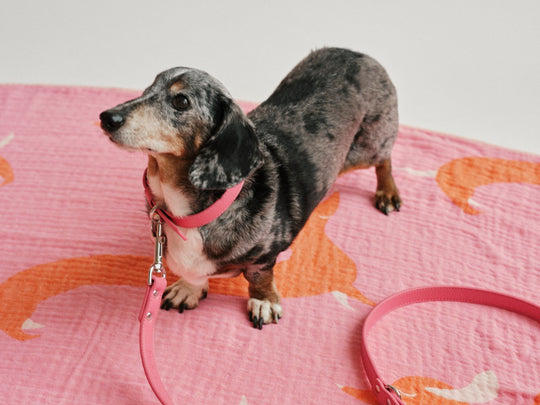 THE BEACH BAG (Strandtuch + Beutel) - Pink Doxie - lumiies - high visibility