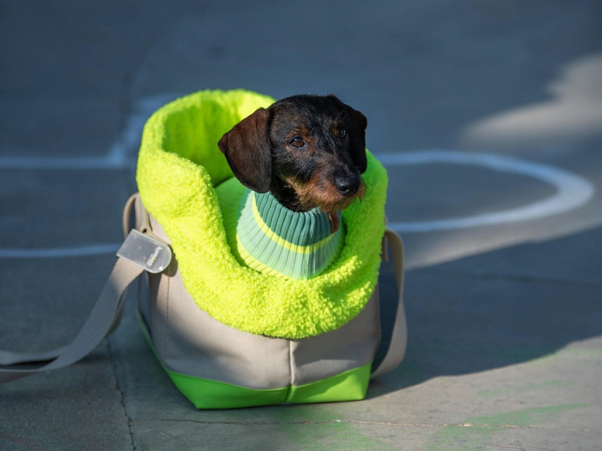 THE CANVAS BAG (Hundetragetasche für kleine Hunderassen) - lumiies - high visibility