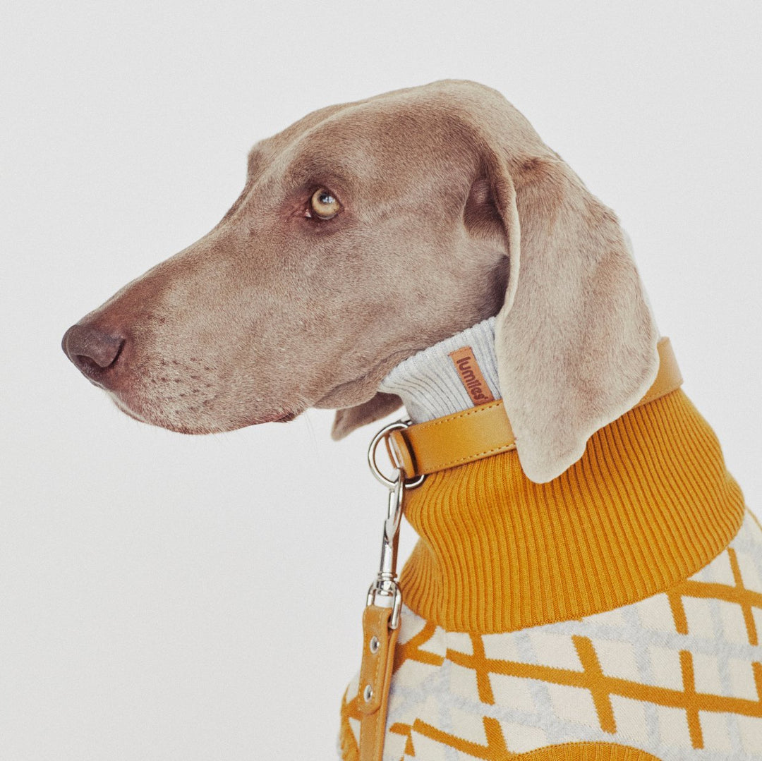 THE CITY COLLAR (mellow mustard) - Hundehalsband vegan - lumiies - high visibility