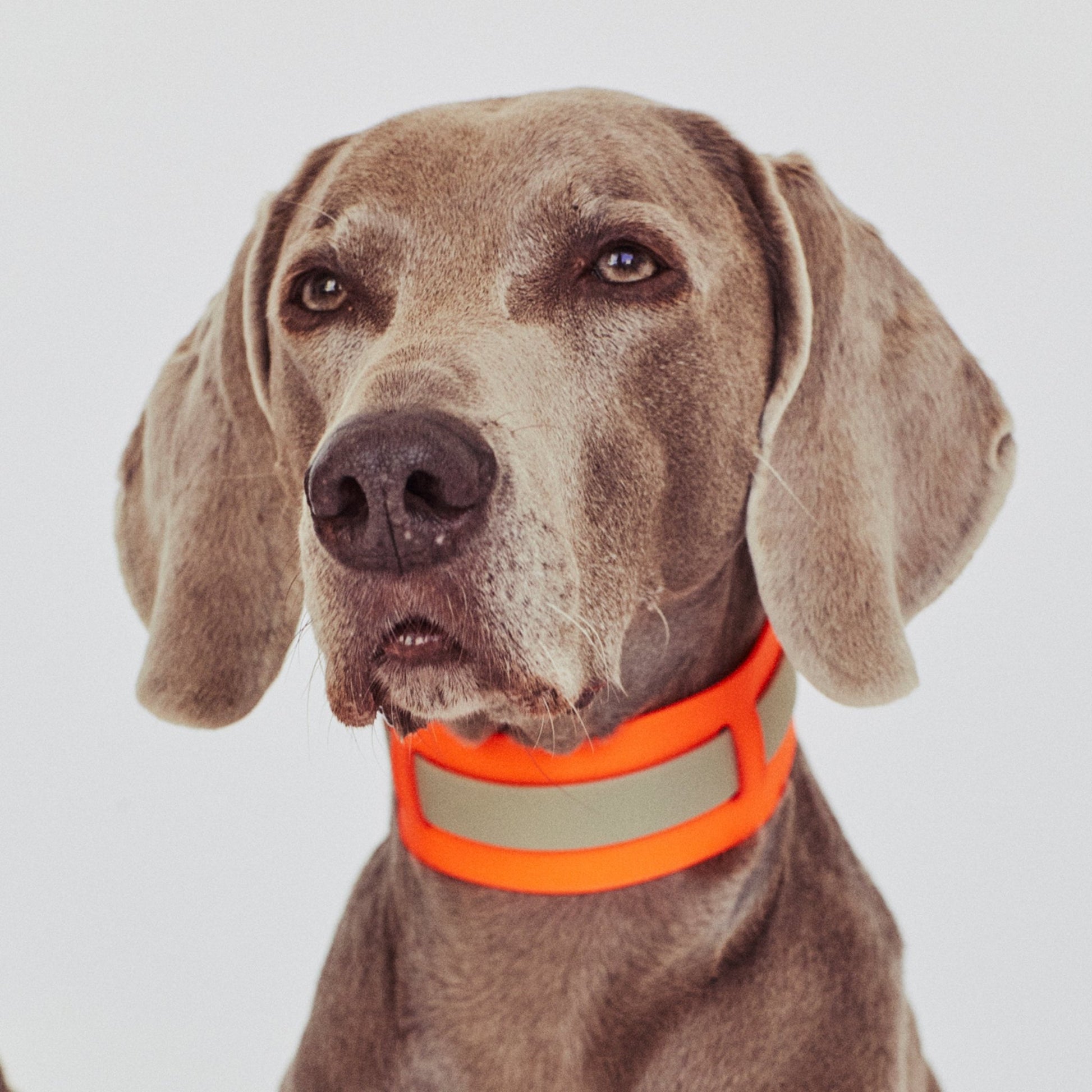 THE CITY COLLAR (outdoor) - Neon Hundehalsband wasserdicht - lumiies - high visibility