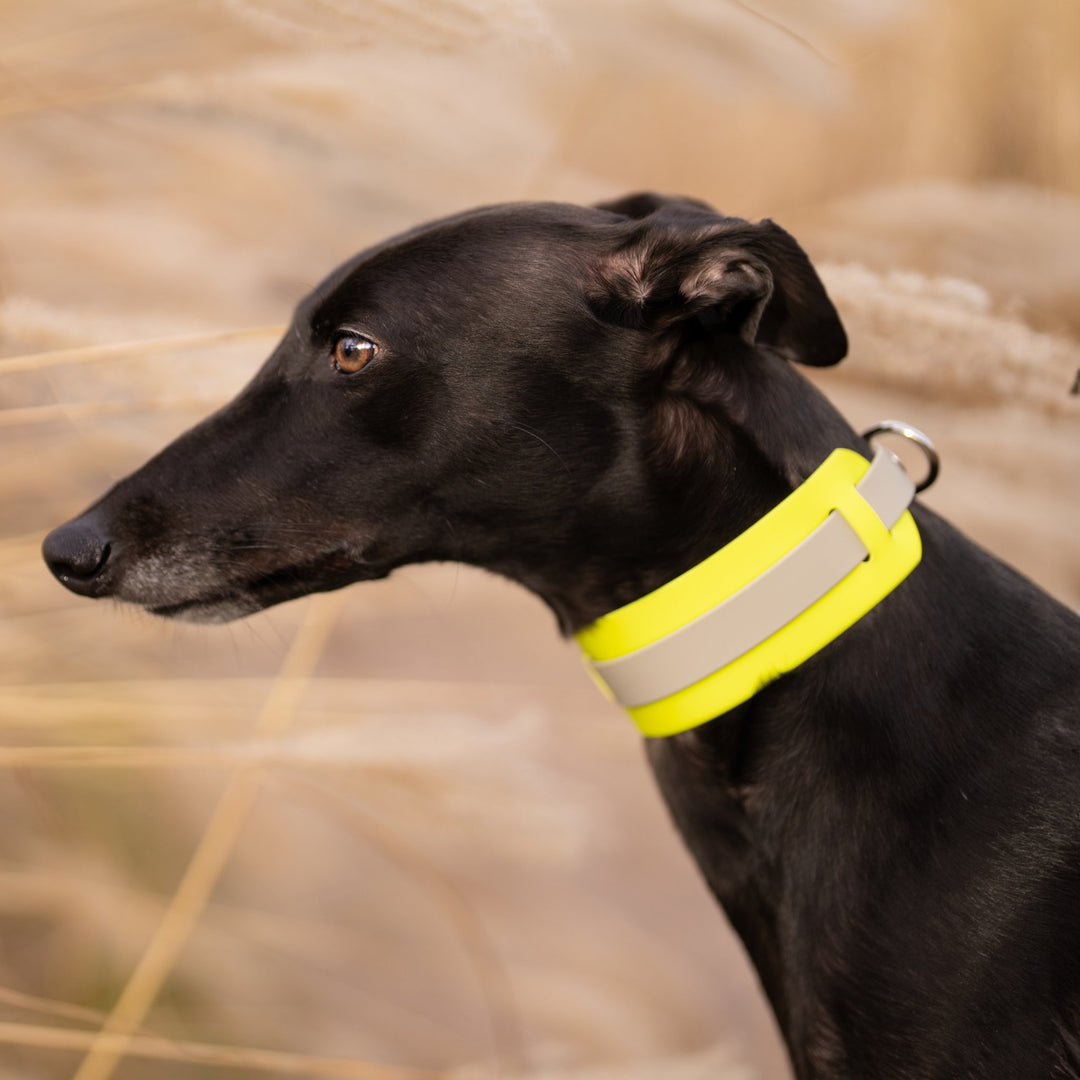 THE CITY COLLAR (outdoor) - Neon Hundehalsband wasserdicht - lumiies - high visibility