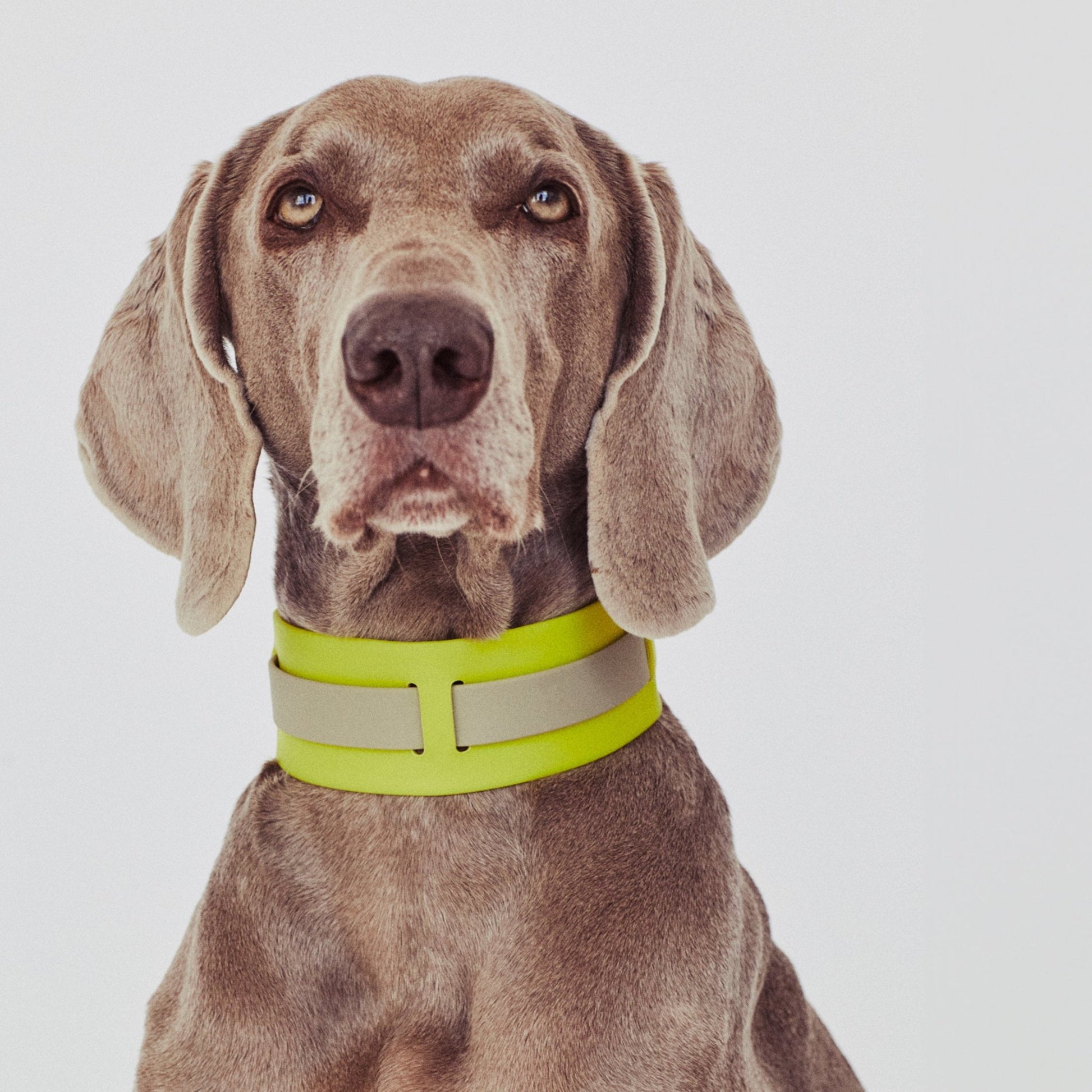 THE CITY COLLAR (outdoor) - Neon Hundehalsband wasserdicht - lumiies - high visibility