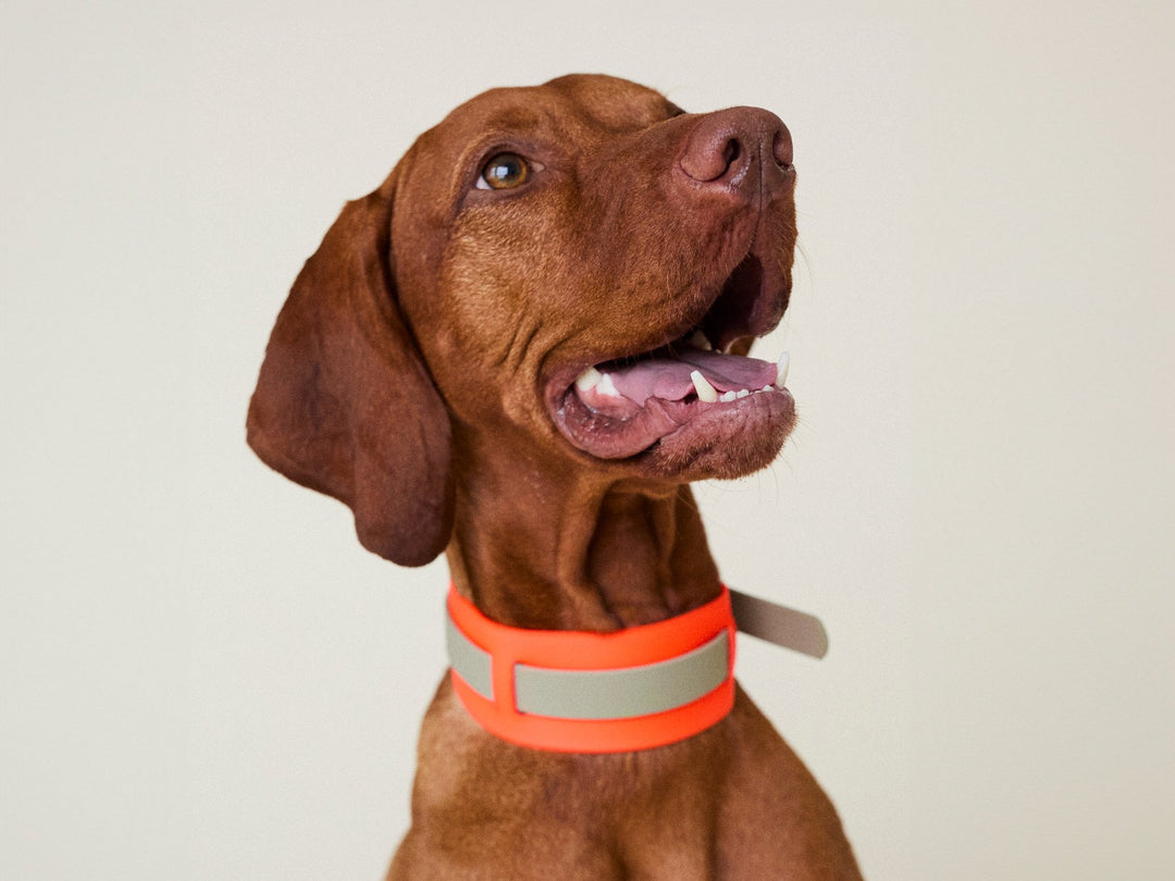 THE CITY COLLAR (outdoor) - Neon Hundehalsband wasserdicht - lumiies - high visibility