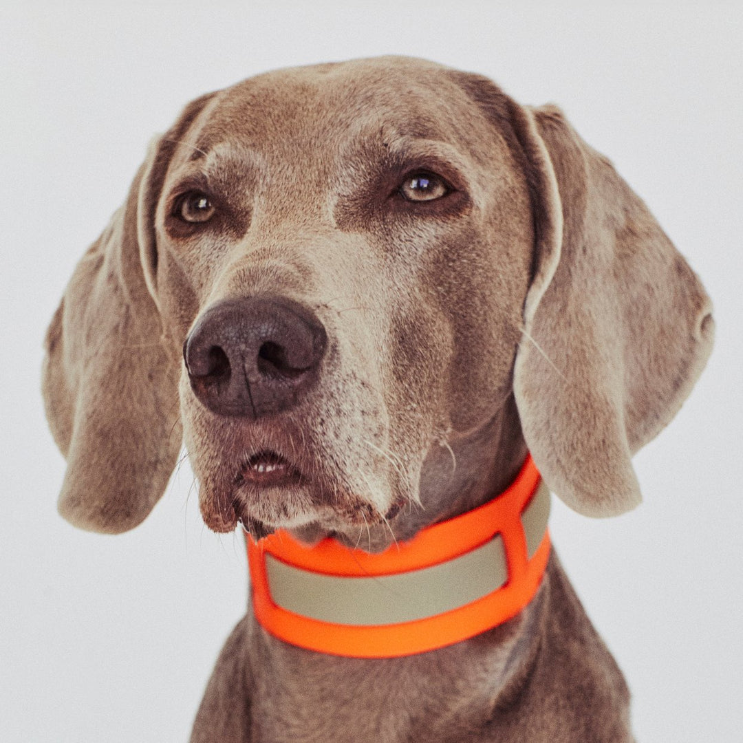 THE CITY COLLAR (outdoor) - Neon Hundehalsband wasserdicht - lumiies - high visibility