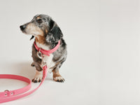 THE CITY COLLAR (strawberry shake) - Hundehalsband vegan - lumiies - high visibility