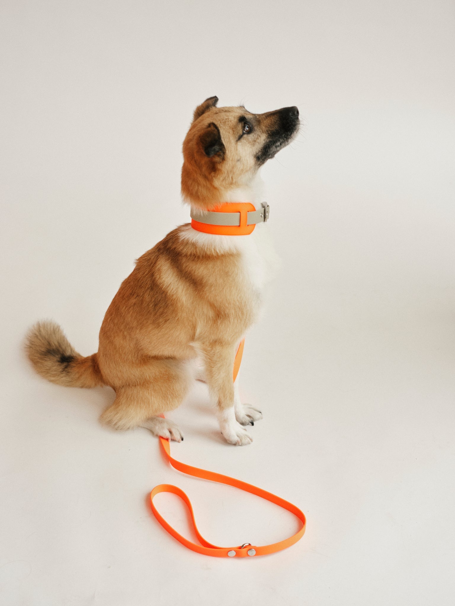 THE CITY LEASH (wasserdicht) - Neon Hundeleine 150cm - lumiies - high visibility