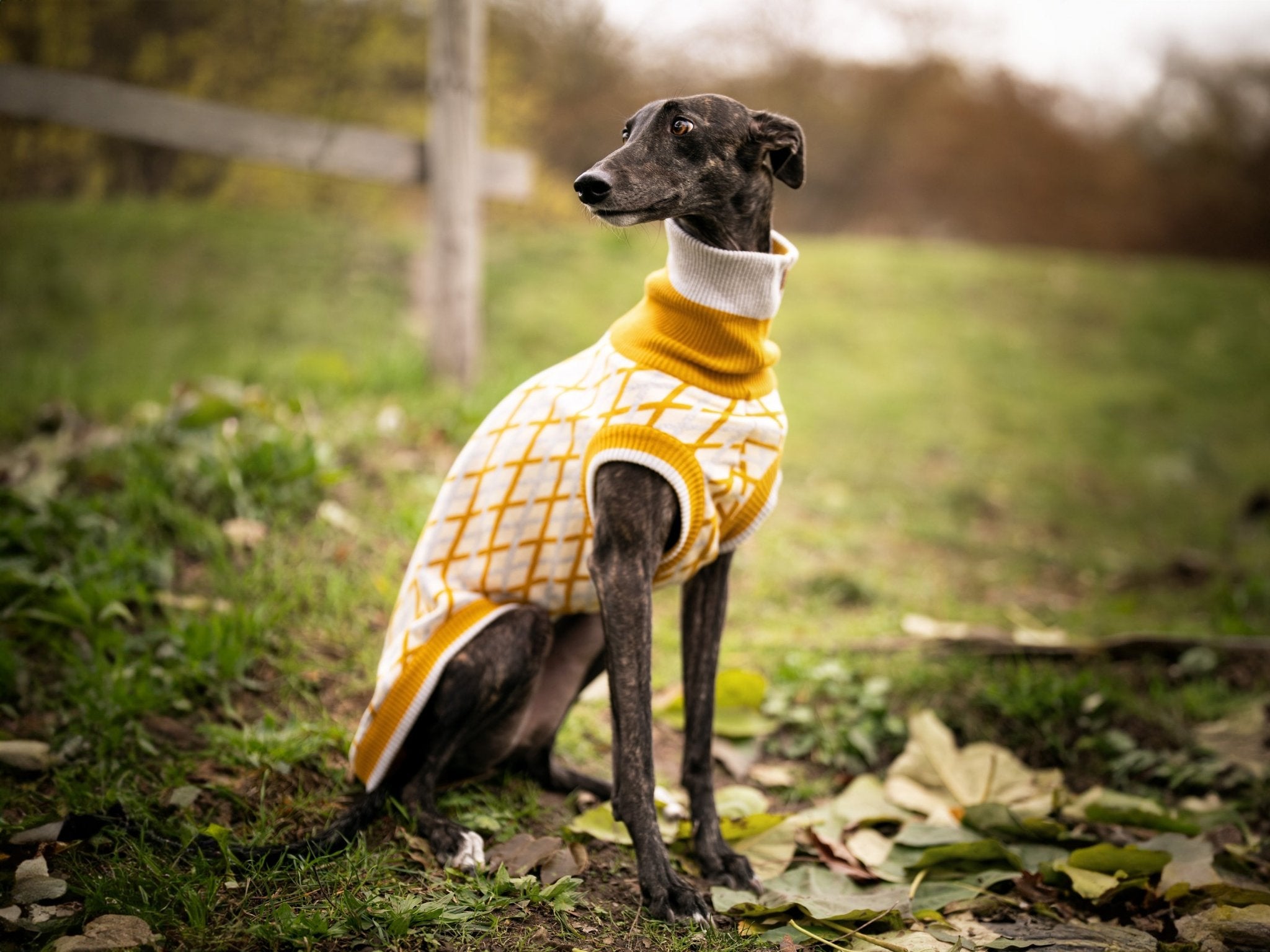 THE COTTON JUMPER - scandinavian (Hundepullover) - lumiies - high visibility